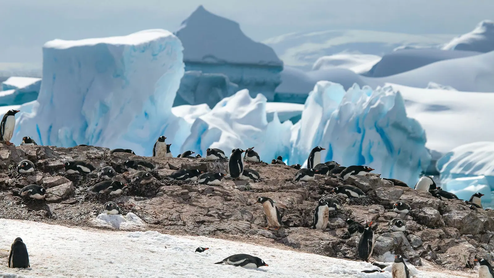 swan-2026-12-19-sh-diana-antarctic-peninsula-odyssey-cruise-2026-12-19 · 南极航线景观